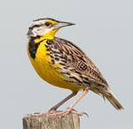 Eastern Meadowlark